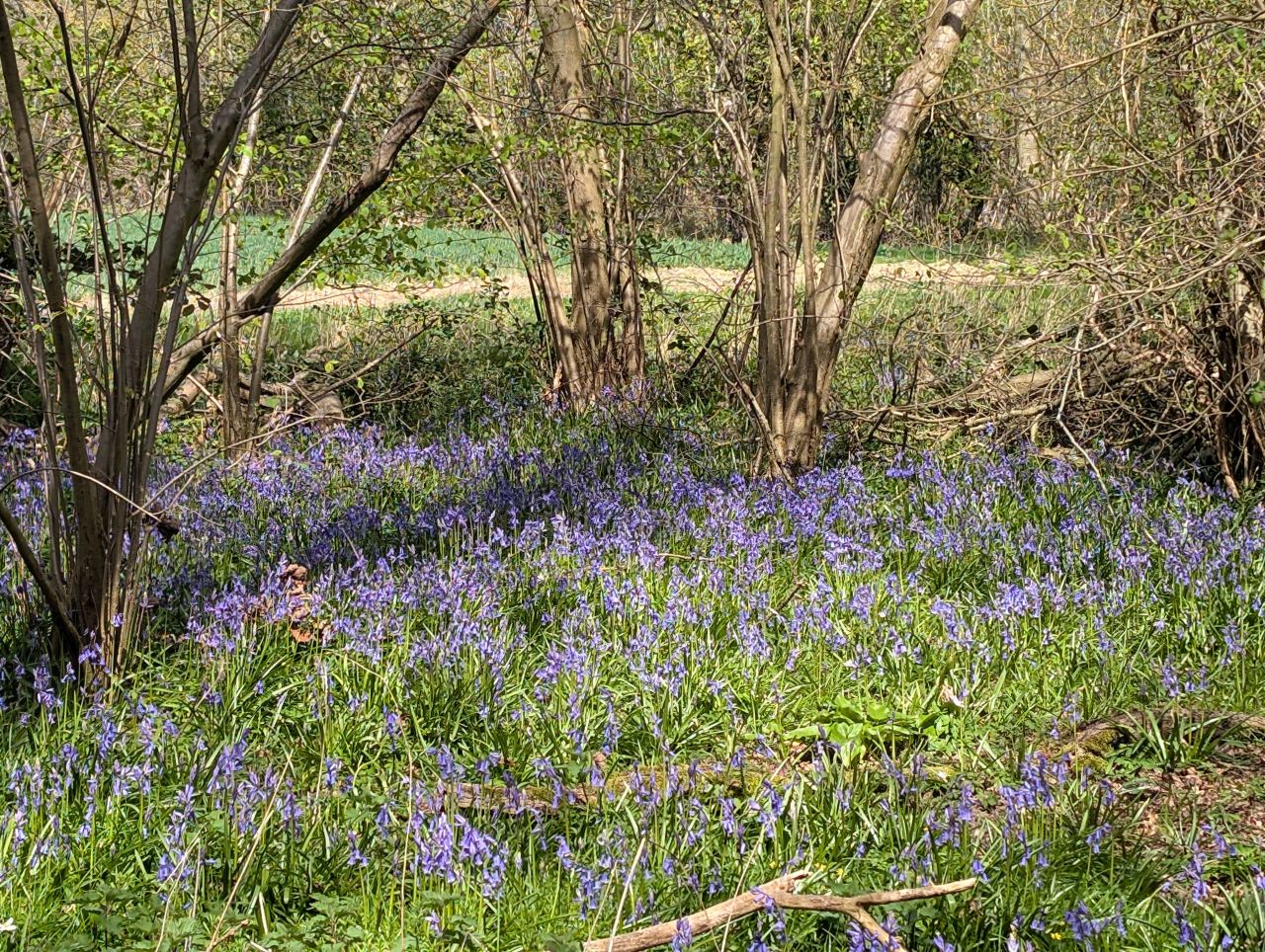 2026-04-12 20 Haddiscoe and Toft Monks.jpg
